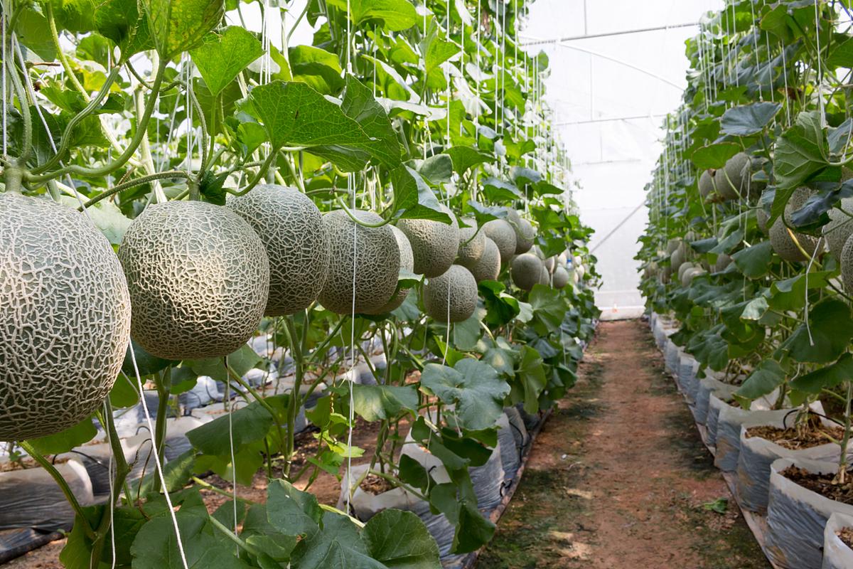了解哈密瓜的种植技术对于想要种植这种水果的农民或爱好者来说是非常