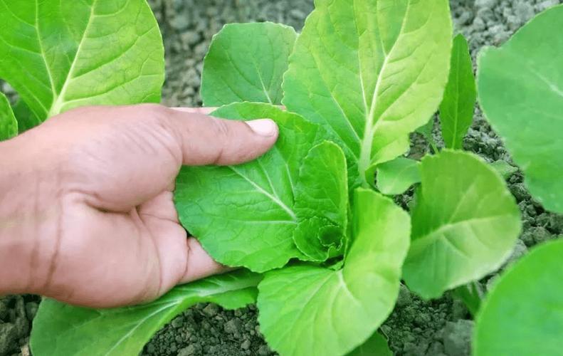 种植瓜果蔬菜如何根据长势叶片土壤等灵活判断生长状态