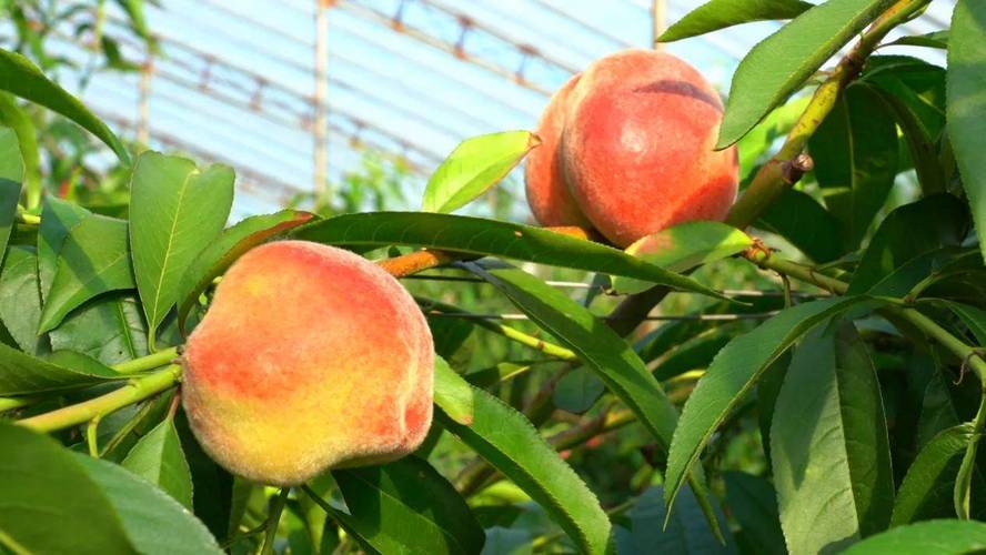黑龙江同江:瓜果种植成为乡村振兴的"金钥匙"