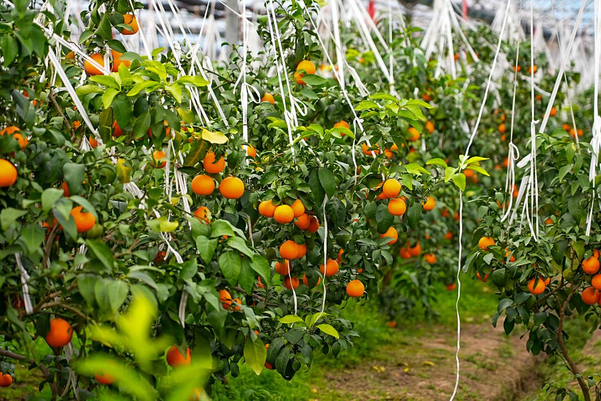 植物趣图#