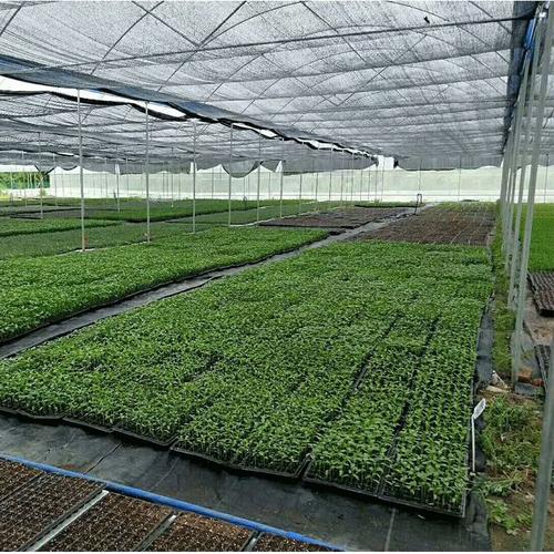 广东地区大棚施工单位 芳诚温室 瓜果种植农业棚 拱形 反季节