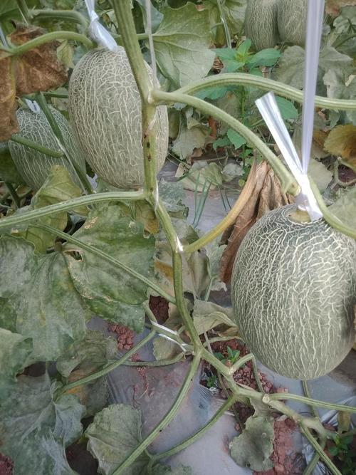 瓜果种植