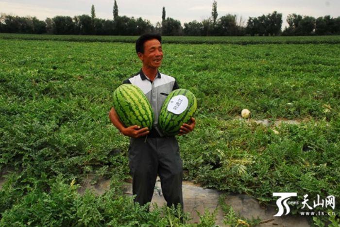 新疆瓜果飘香季】沙土里的秘密:新疆下野地西瓜为啥这么甜