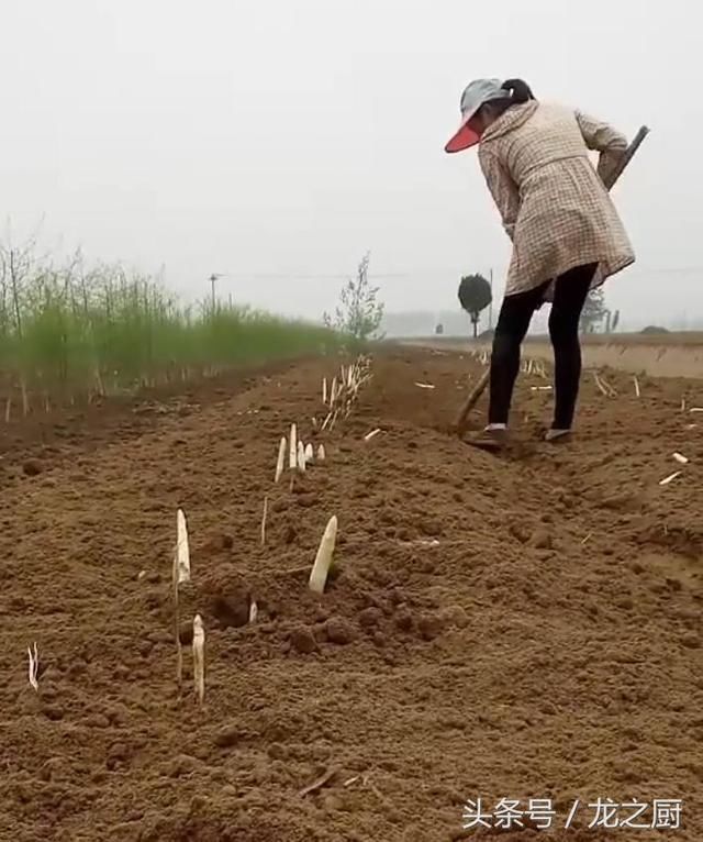 农民种植见不得光的"蔬菜之王"一斤价值50元,年赚四十万!