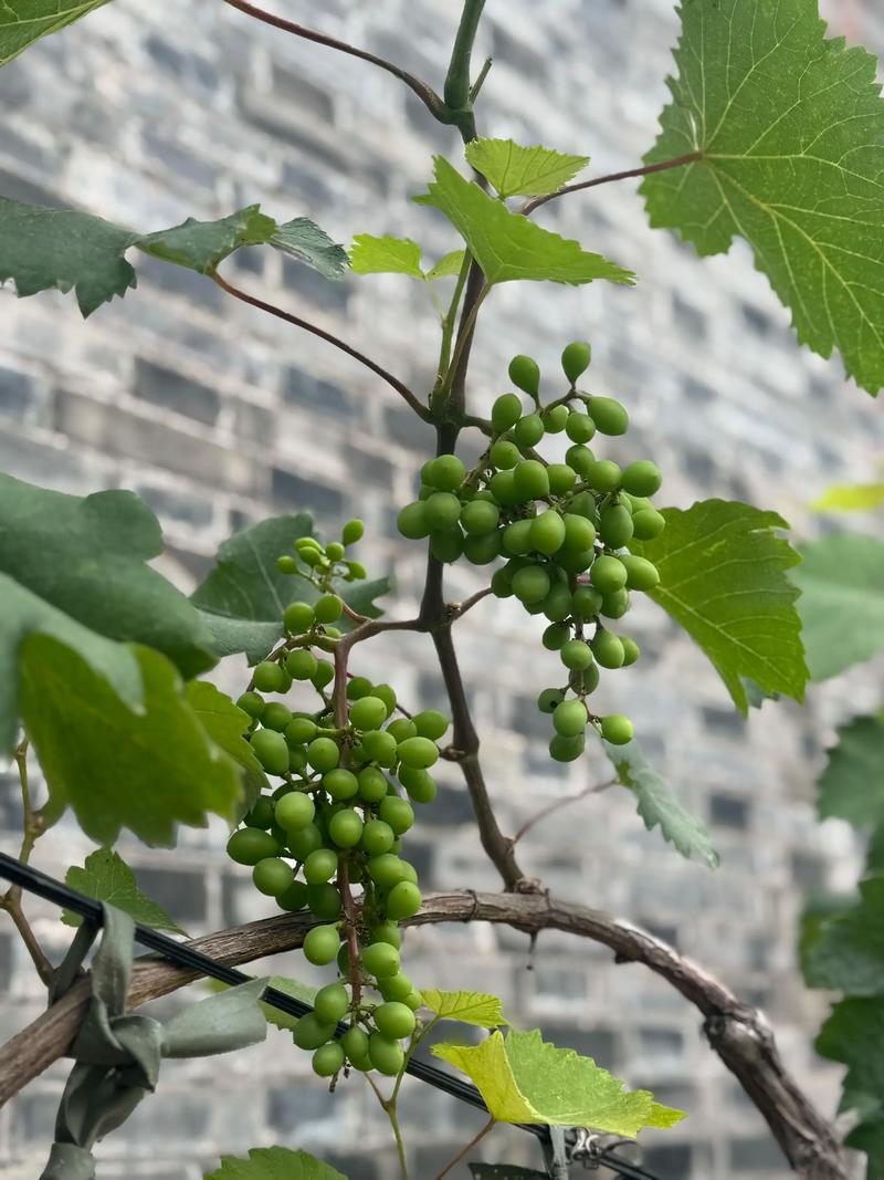 平淡无奇的日子里 藏着惬意的生活.#瓜果种植 #我的菜园子