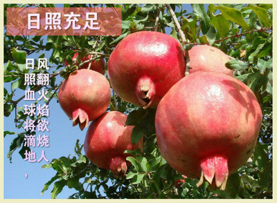 西安市临潼区铁炉果中宝石榴种植园
