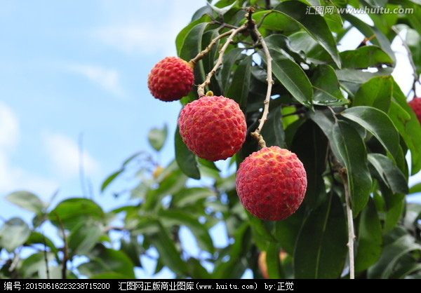 荔枝树,瓜果种植,农林渔牧,摄影,汇图网www.huitu.com